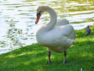 Mute Swan Standing on Grassy Lakeside