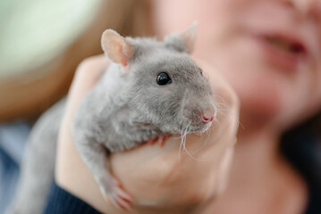 cute grey small decorative rat in owner hands, selective focus