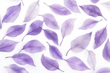 Elegant arrangement of translucent purple leaves scattered on white background. For botanical themes, nature-inspired designs, feminine aesthetics, wellness visuals, minimalist decorative compositions