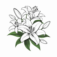 Elegant blooming lilies with buds Image vector isolated on white background.