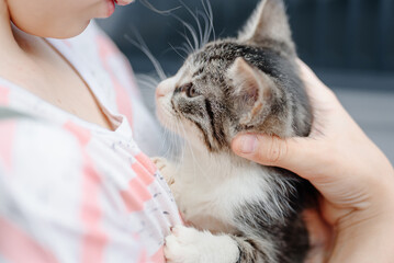 grey and white long-haired cat in owner hands, cute cat portrait, lying on woman chest, pet care...