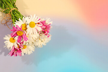 Advertising banner with beautiful flowers of garden chamomile and mallow with space for text, summer sunny postcard. Abstract flower arrangement and elegant beauty concept, background 