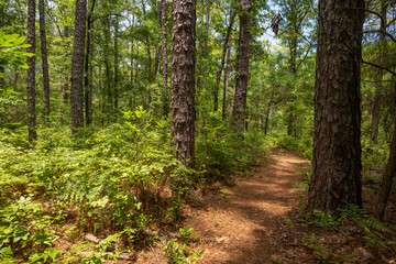 Fototapeta premium Lush green forest path winding through tall trees on a sunny day in a serene wilderness area