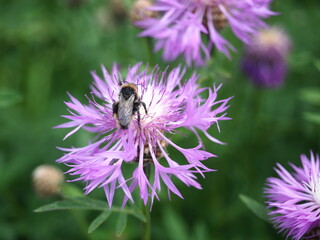 Bumblebee on poml Purple Corn Flower in Summer Meadow