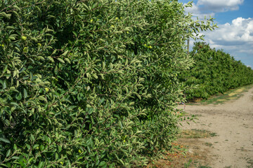 Apple trees growing in rows within an orchard, featuring lush green foliage and visible young apples, alongside a dirt path under a clear sky, concept of fruit farming, agriculture, healthy food