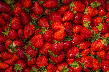 strawberry, strawberries, fruit, field, plant, box, leaf, berries, red, berry, harvest, harvesting, isolated, farm, ripe, healthy, nature, background, summer, fresh, garden, food, organic, agriculture