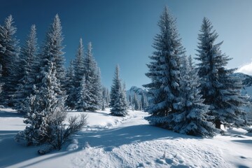 Naklejka premium A blanket of fresh snow covers the ground as tall evergreen trees reach for the clear blue sky. This peaceful winter landscape captures the serene beauty of nature in a tranquil setting