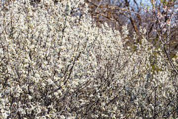 dense thicket of blackthorn branches covered in delicate white blossoms, capturing the vibrant...