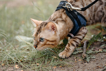 cute red bengal cat walking in green grass on leash with owner in city park