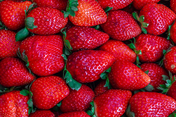 strawberry, strawberries, fruit, field, plant, box, leaf, berries, red, berry, harvest, harvesting, isolated, farm, ripe, healthy, nature, background, summer, fresh, garden, food, organic, agriculture