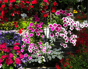 Bright blossoms of various Petunias and surfinias close-up.