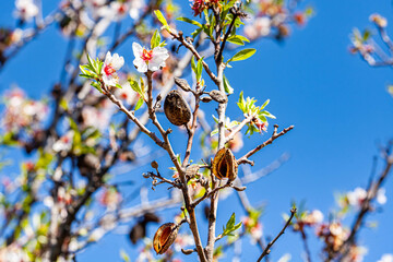 Intro picture very beautiful orchard blooming with pink white flowers, the orchard is full of dried almonds and very large and good. The orchard is rich in flowers and very full and productive.