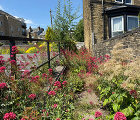 "Pink and yellow wildflowers border a path by Victorian stone houses with a black metal railing adding urban contrast in Shipley, Yorkshire, UK,"