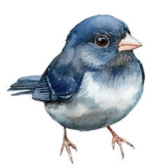 Sparrow Close Up, watercolor painting vector, isolated on a white background.