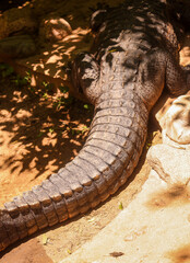 Crocodile Tail in the Sunlight
