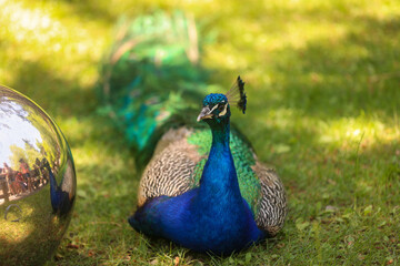 peacock in the park