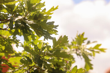Obraz premium green leaves against blue sky