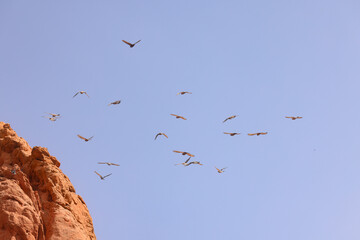 Flock of Birds Flying Above Desert Landscape With Sandstone Cliffs and Clear Sky at Garden of the...