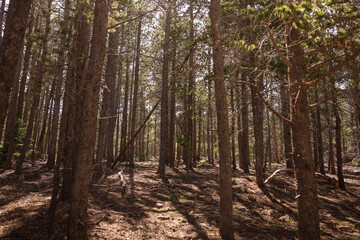 Obraz premium Rocky Mountain National Tall Trees and Sunlit Undergrowth