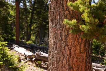 tree in rocky mountain national park