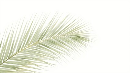 Obraz premium Close-up of green palm leaf with delicate thin fronds on white background minimalistic tropical nature fresh vibrant bright daylight