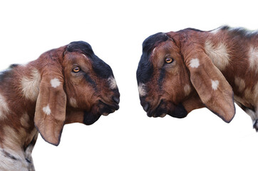 two anglo nubian goat isolated on white background