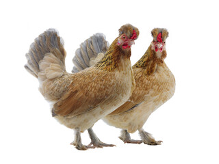 two beige chicken isolated on white background