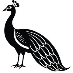 peacock vector illustration