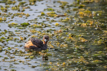 Chick of a Little Grebe cooling off in a pond, Motril Nature Reserve, Granada.