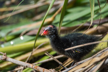 Chick of a Common Moorhen (Gallinula chloropus) hidden among wetland vegetation, waiting to be fed.
