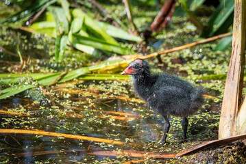 Chick of a Common Moorhen (Gallinula chloropus) beginning to leave its nest among wetland...