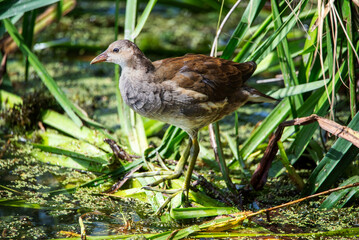 Juvenile Common Moorhen (Gallinula chloropus) among the vegetation of a wetland in a nature reserve...