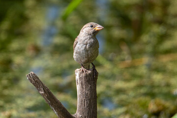 House sparrow (Passer domesticus) perched on a stick, front view with head turned, greenish background.