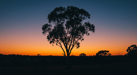 A lone tree stands silhouetted against a fiery sunset, painting a breathtaking scene of serene beauty and quiet strength in the Australian outback.