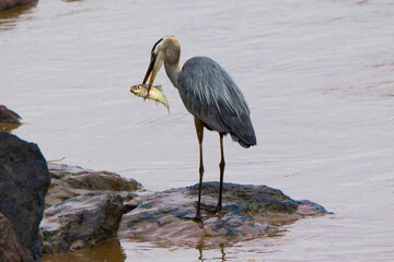 great heron at lake
