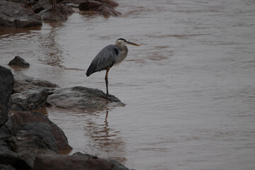 great heron at lake