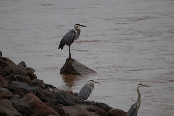 great heron at lake