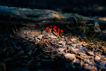 mushroom close up