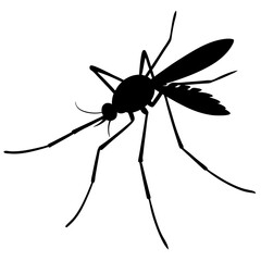 vector mosquito