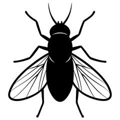vector illustration of a fly
