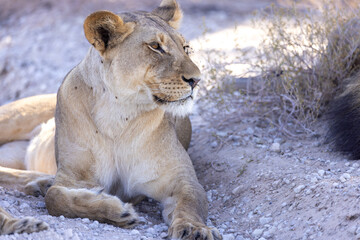 portrait of a lioness