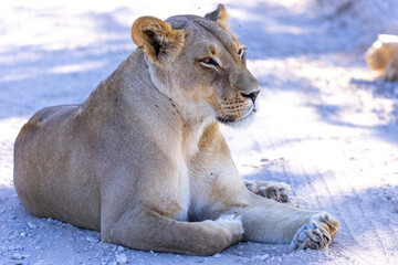 Lioness in kgalagadi
