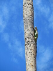 Fototapeta premium green iguana climbing the palm tree in a park in Mexico