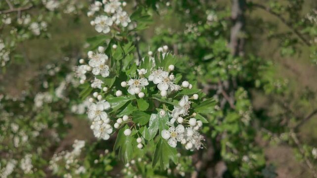 Close-up view of a branch of a blossoming Hawthorn tree covered with white flowers and buds swaying in the wind against a green background
