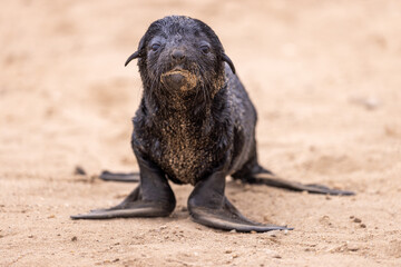 Fototapeta premium fur seal at cape cross, Namibia