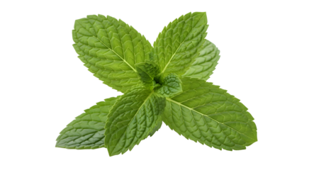 Fresh Close-Up of Mint Leaves on transparent background : Vibrant Green Herb with Textured Veins & Serrated Edges for Culinary and Botanical Use