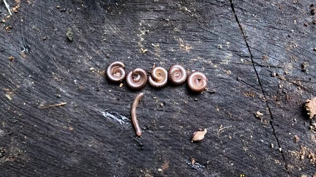 Millworts lie on a tree stump, one millipede crawls down, Ukraine