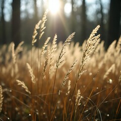 Obraz premium Golden Embrace: Sunlight Dancing on Meadow Grasses