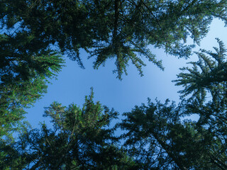Nature wood sky