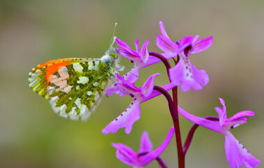 Anthocharis gruneri 1292